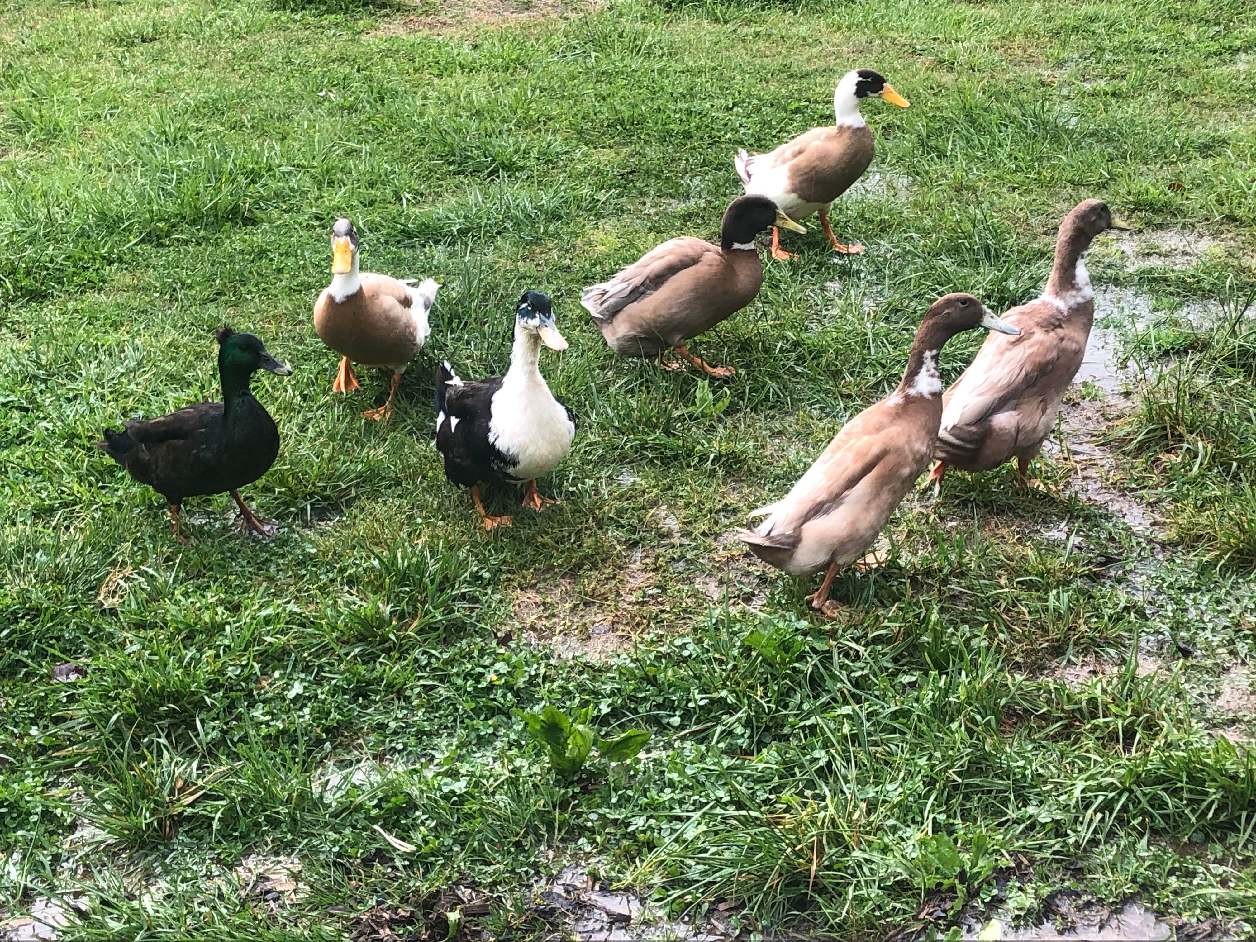 Camping near Salem RV Park: Sullana Farm, Salem, Arkansas