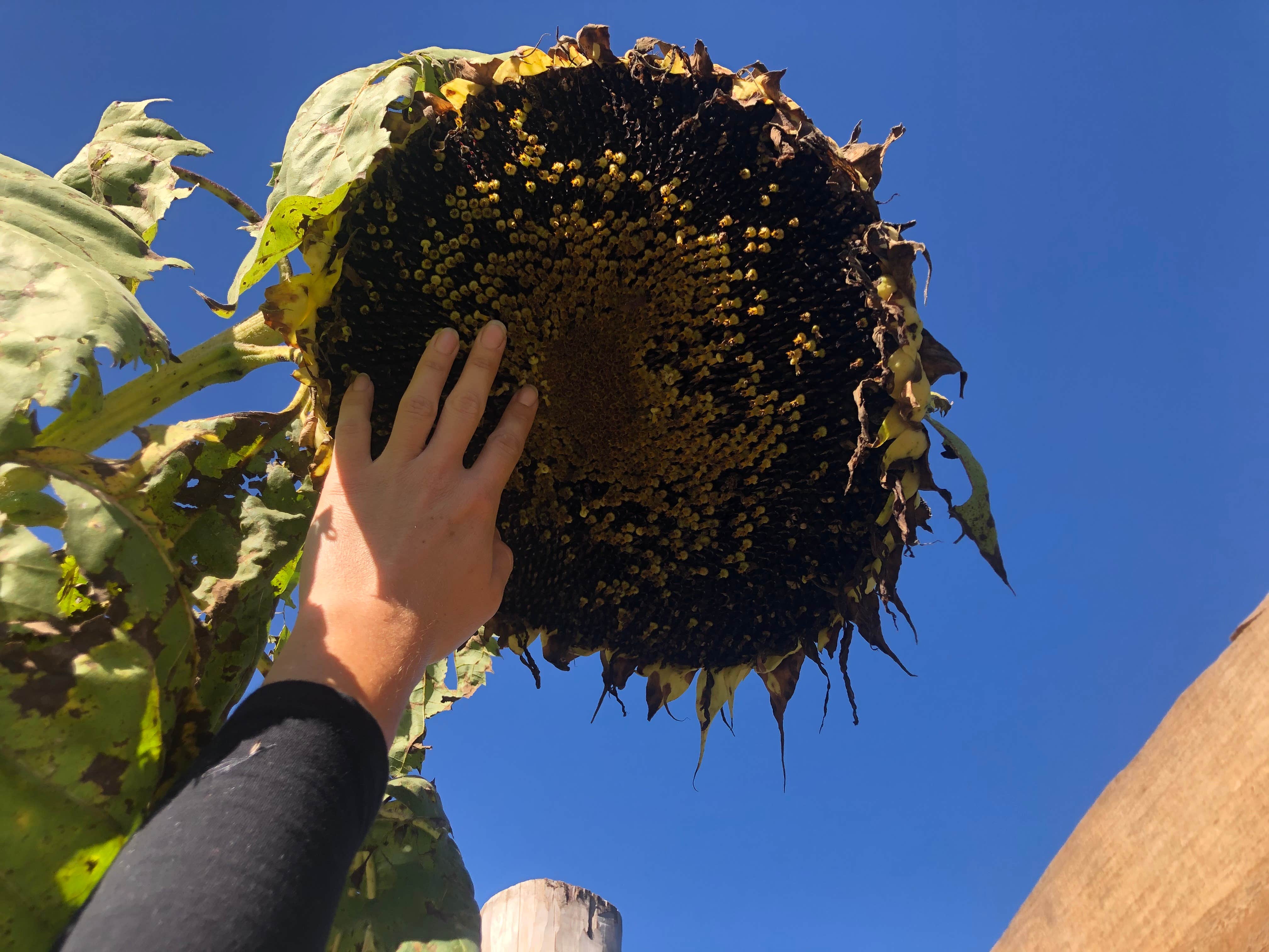 Camper-submitted photo at Sullana Farm near West Plains, MO