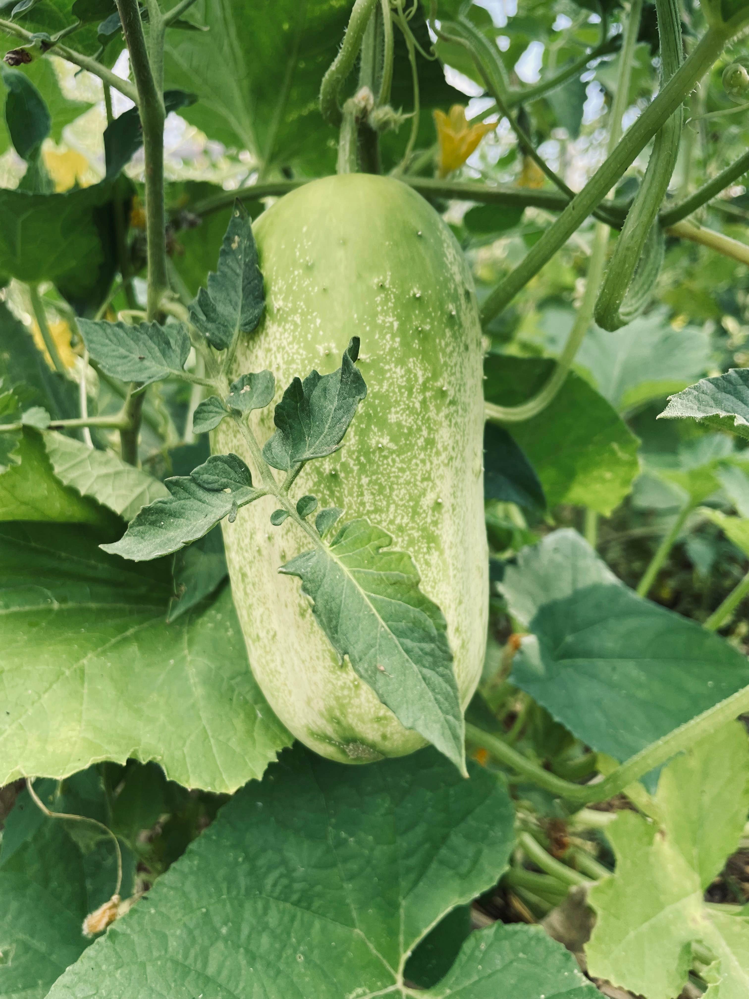 Camper-submitted photo at Sullana Farm near Thayer, MO