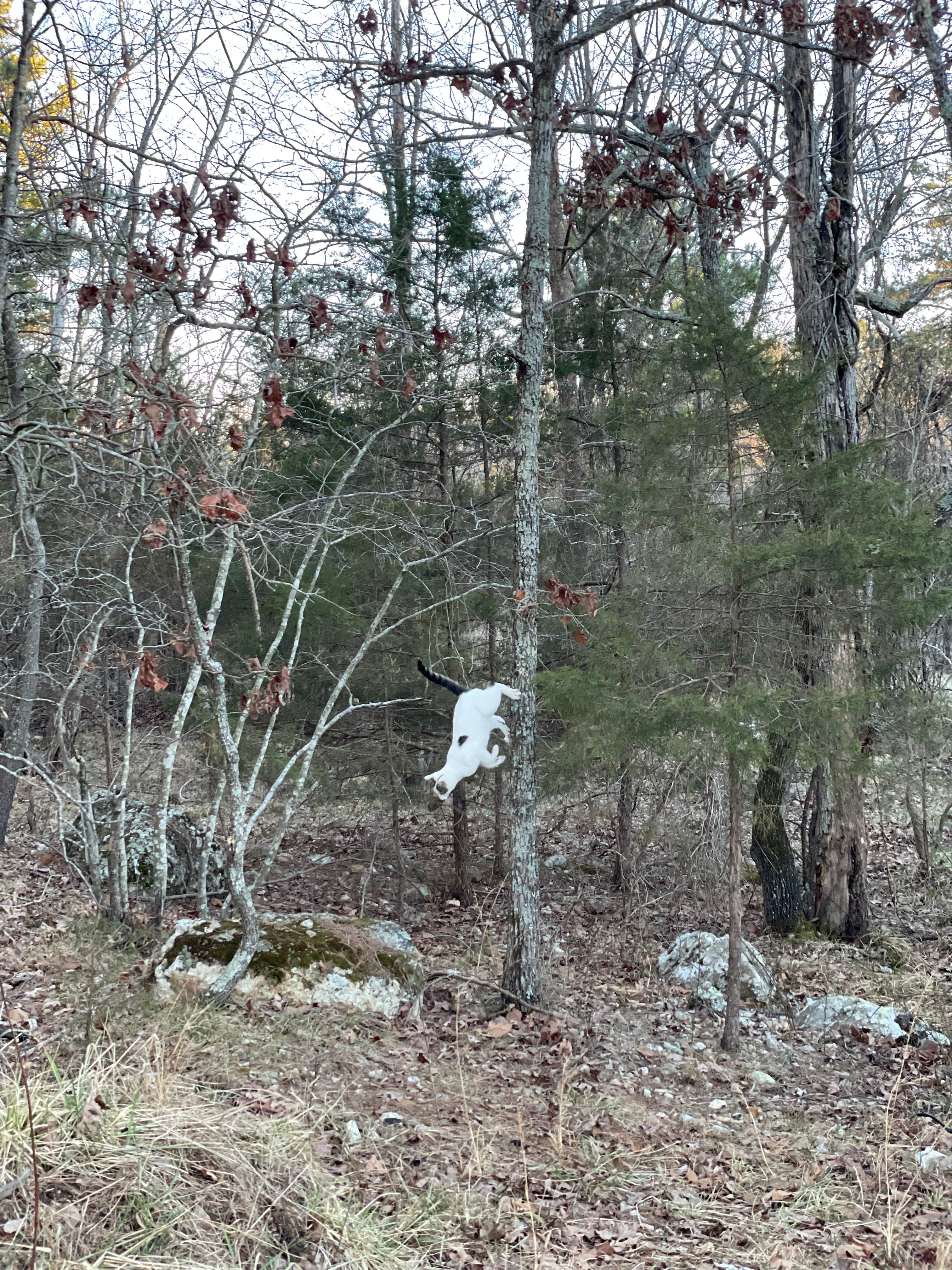 Svetlana L.'s photo of camping with pets at Sullana Farm near West Plains, MO
