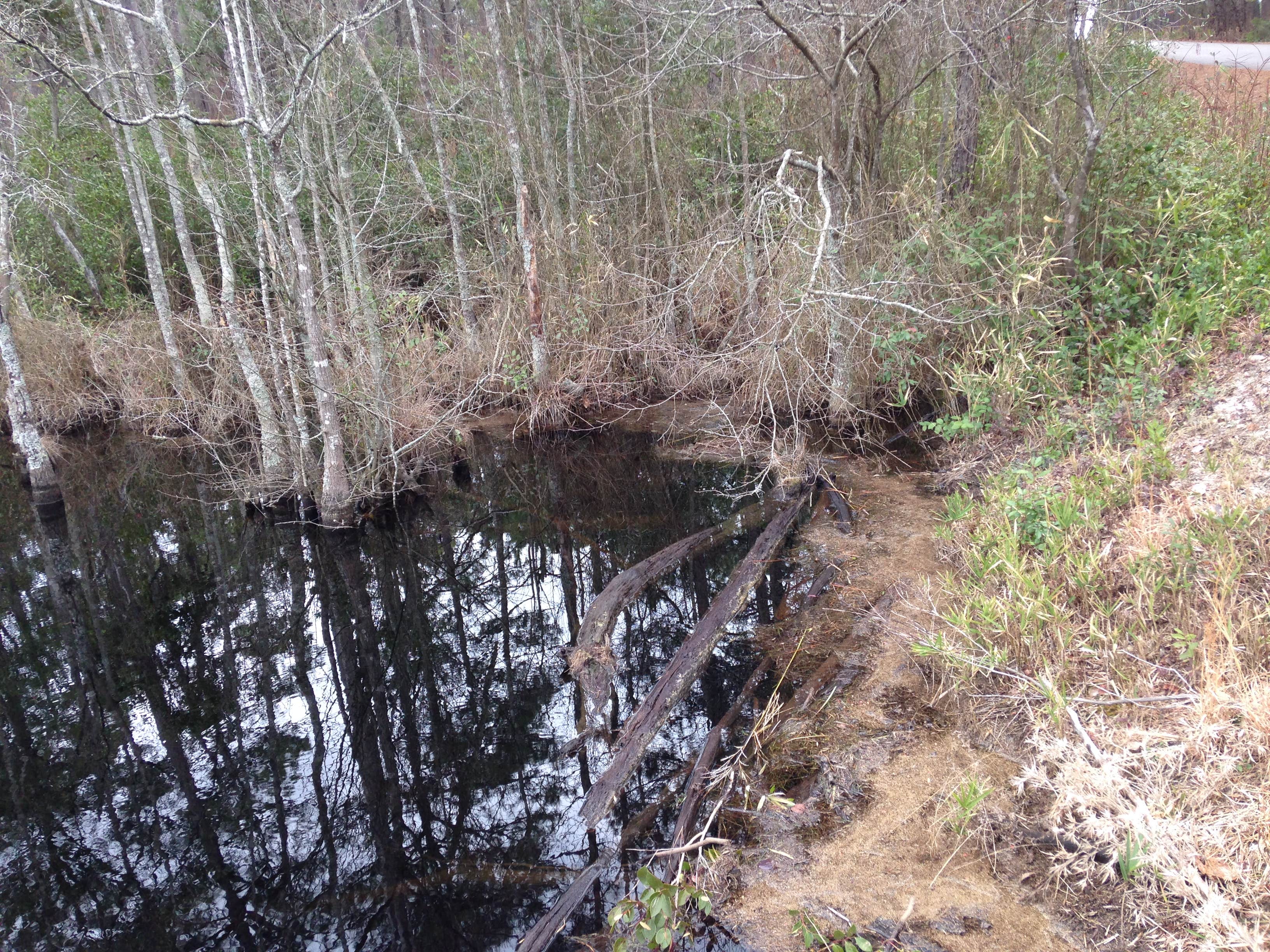 Carolina Sandhills National Wildlife Refuge, Permitted Camping The Dyrt