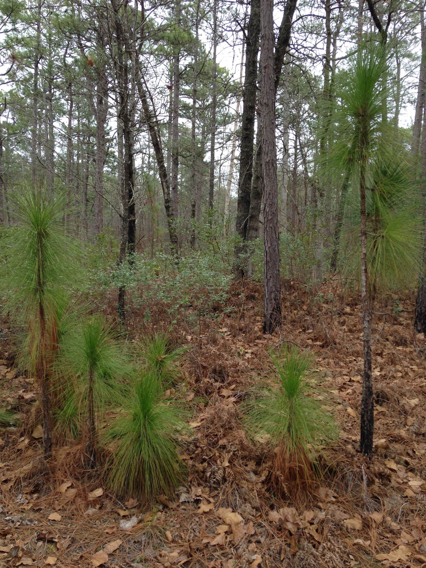 Carolina Sandhills National Wildlife Refuge, Permitted Camping 