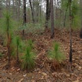 Review photo of Carolina Sandhills National Wildlife Refuge, Permitted Camping by Janet R., October 18, 2018