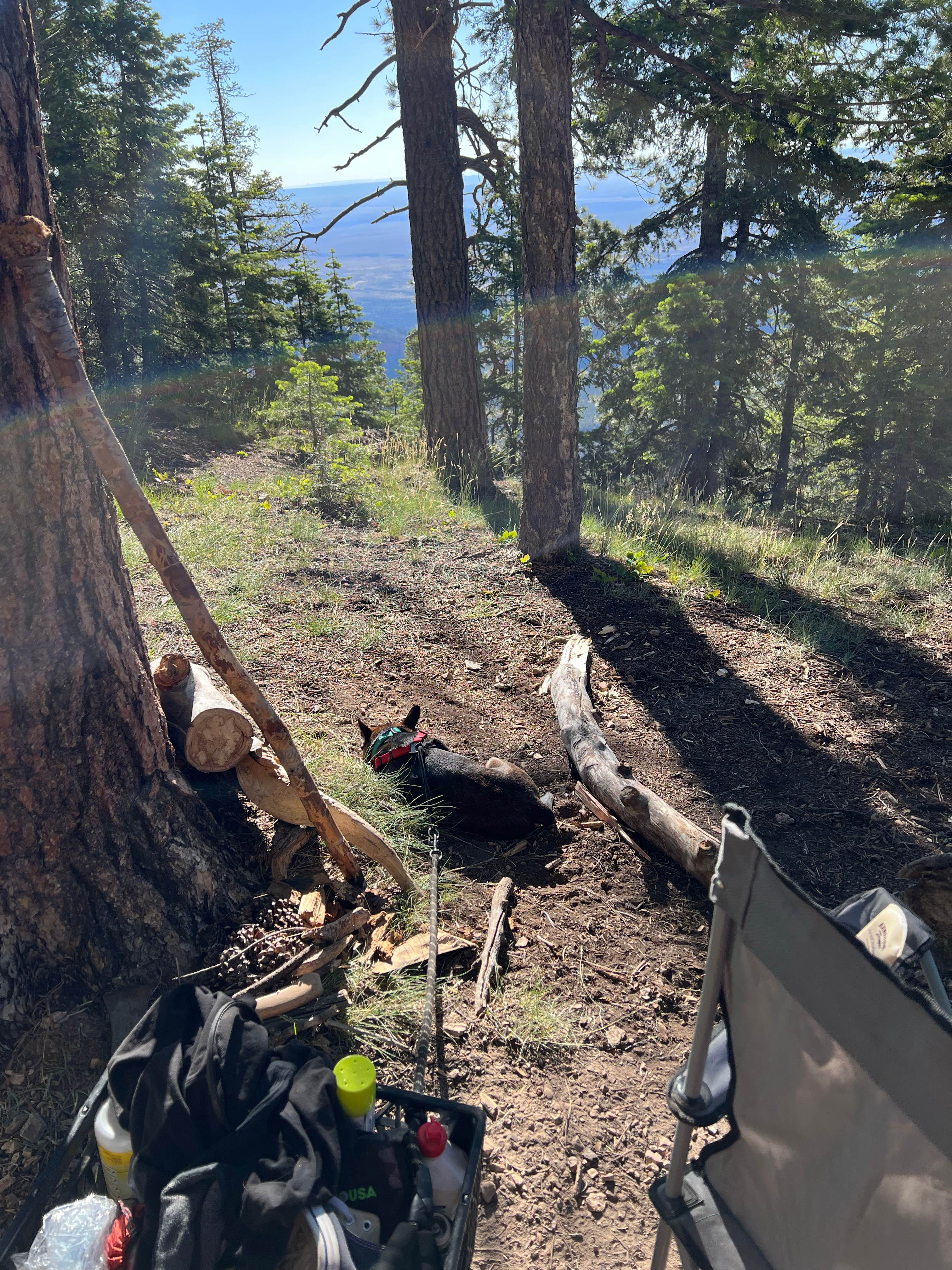 Justin C.'s photo of camping with pets at Forest Road 611 near Grand Canyon National Park