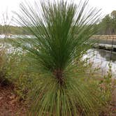 Review photo of Carolina Sandhills National Wildlife Refuge, Permitted Camping by Janet R., October 18, 2018