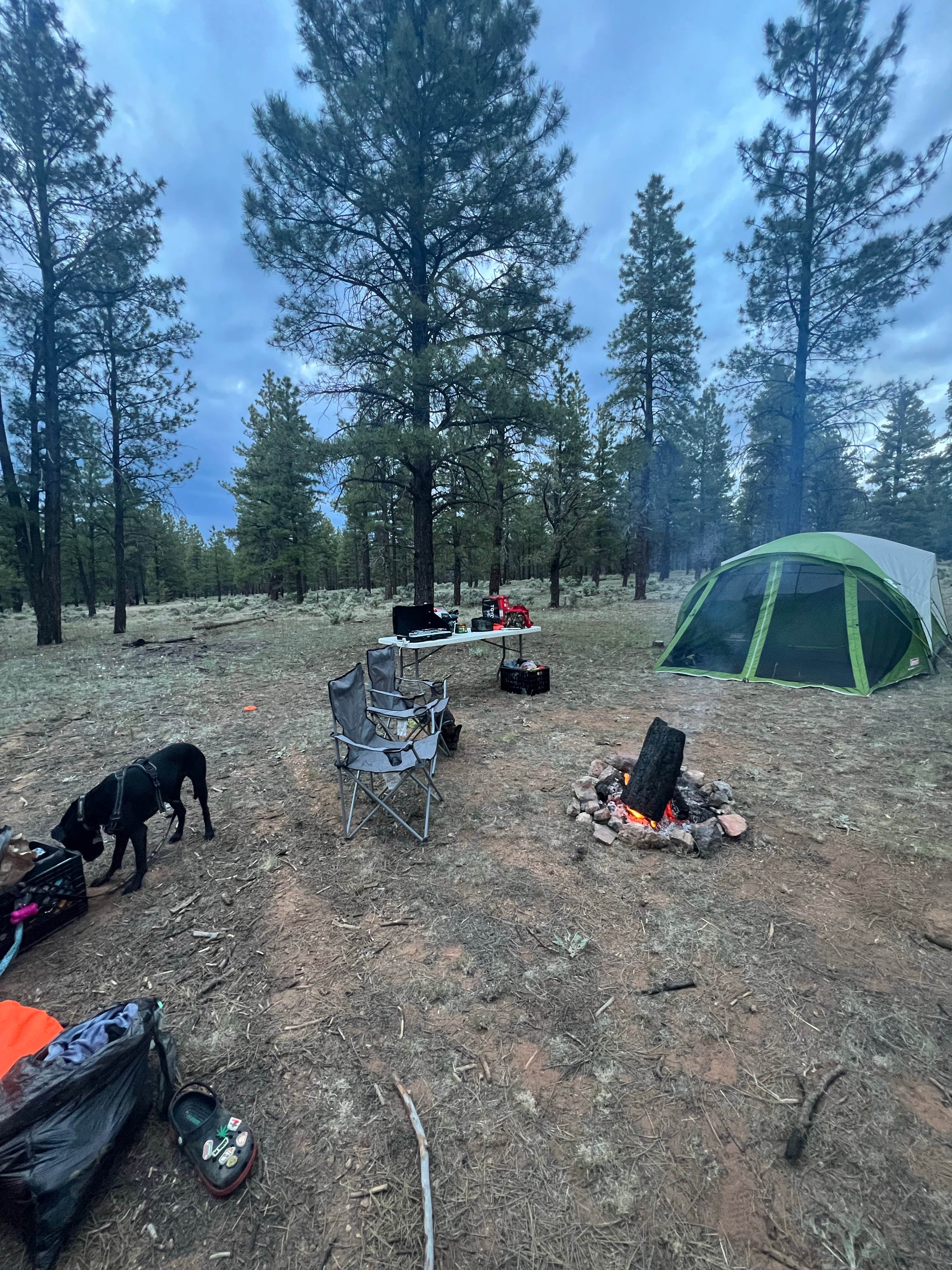 Justin C.'s photo of a dispersed camping area at Fire Rd 688 - Dispersed near Grand Canyon, AZ