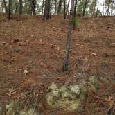 Review photo of Carolina Sandhills National Wildlife Refuge, Permitted Camping by Janet R., October 18, 2018