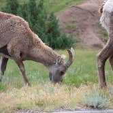 Review photo of Badlands Hotel & Campground by loren S., June 23, 2023