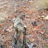 Review photo of Carolina Sandhills National Wildlife Refuge, Permitted Camping by Janet R., October 18, 2018