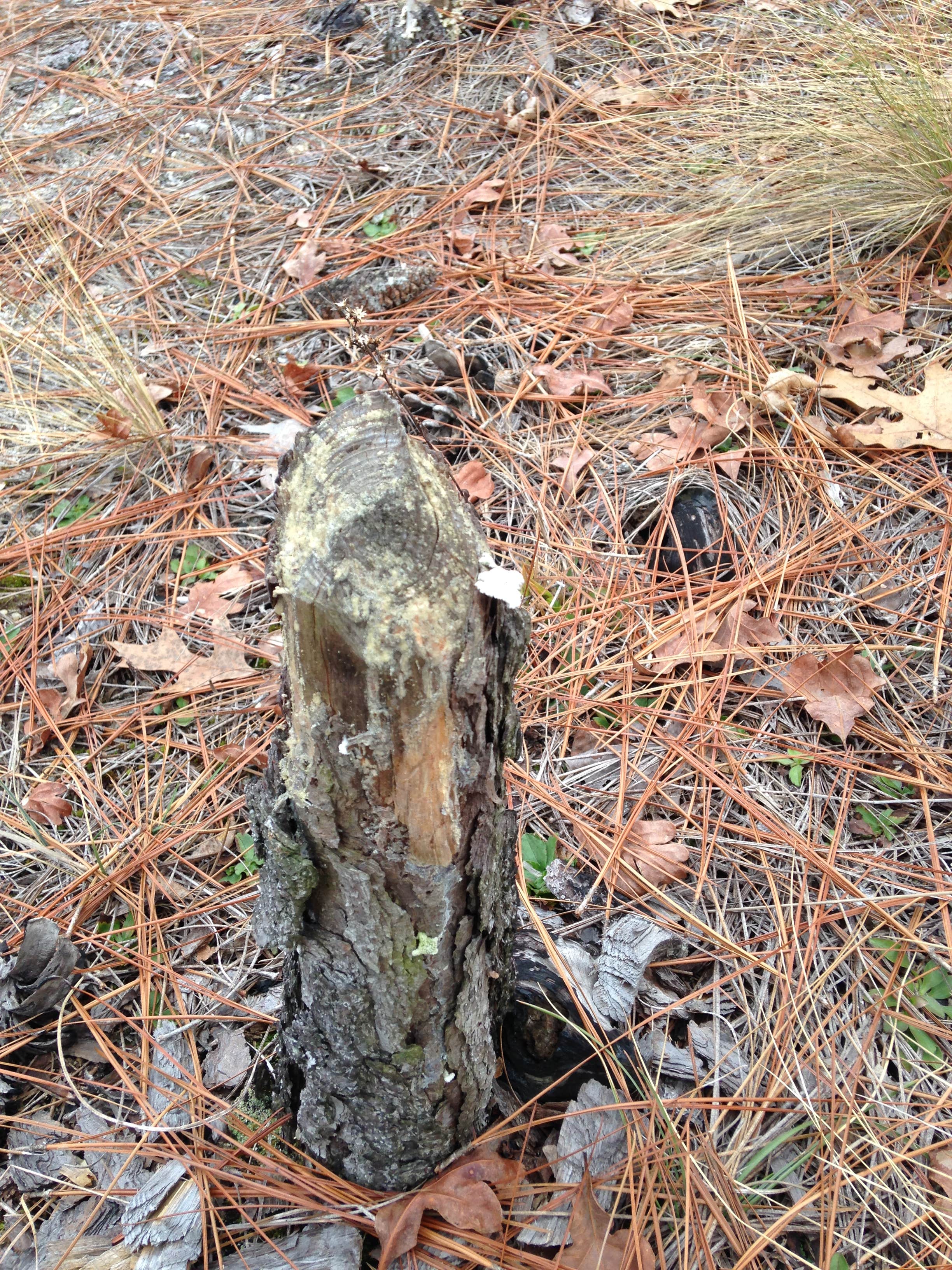 Camper submitted image from Carolina Sandhills National Wildlife Refuge, Permitted Camping - 4