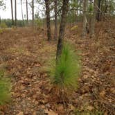 Review photo of Carolina Sandhills National Wildlife Refuge, Permitted Camping by Janet R., October 18, 2018