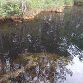 Review photo of Carolina Sandhills National Wildlife Refuge, Permitted Camping by Janet R., October 18, 2018