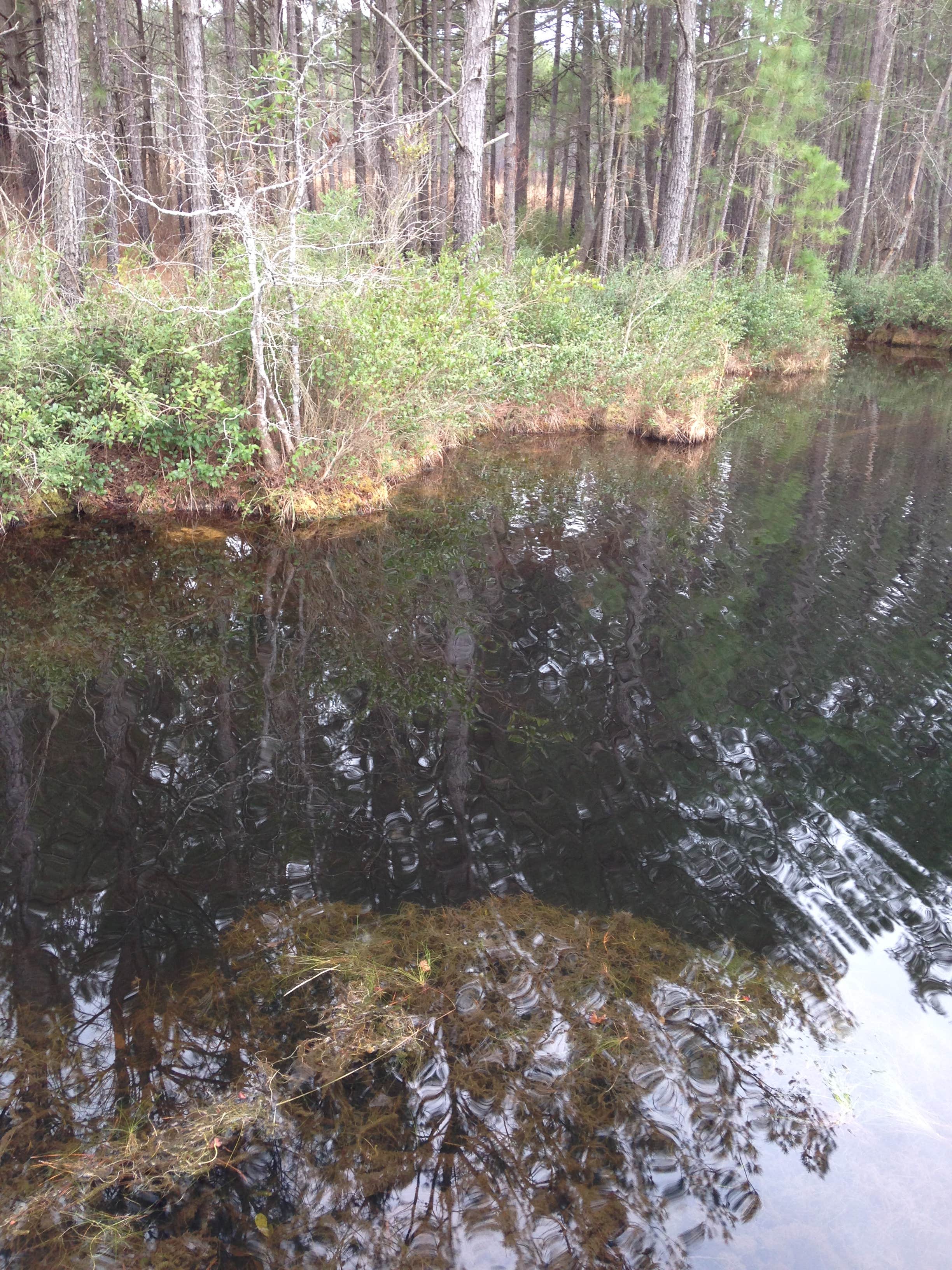 Camper submitted image from Carolina Sandhills National Wildlife Refuge, Permitted Camping - 3