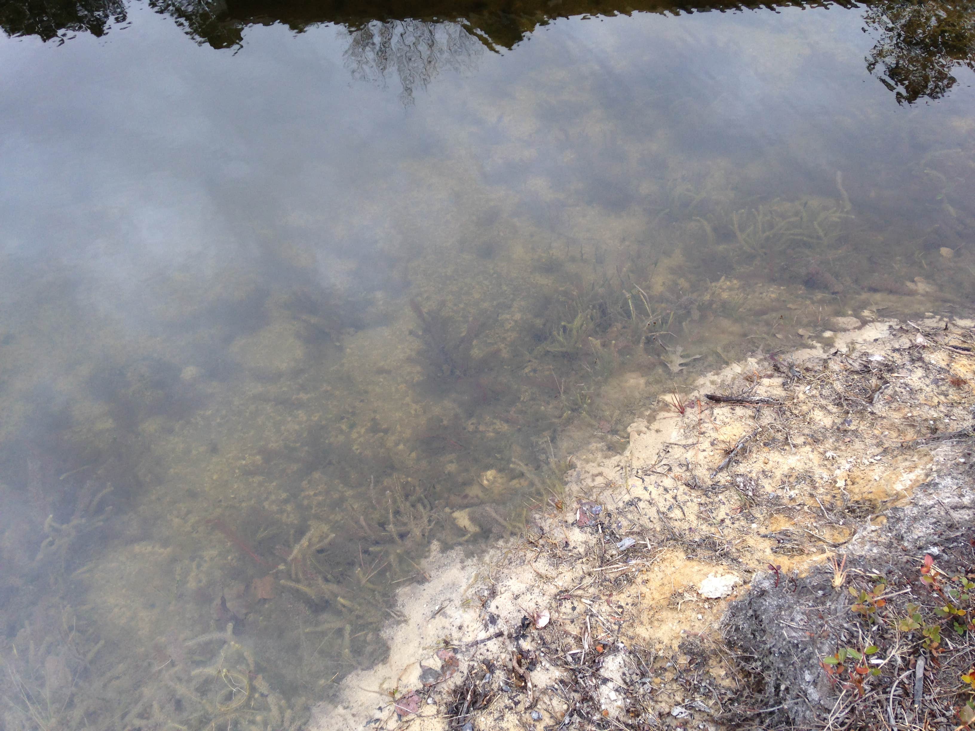 Camper-submitted photo at Carolina Sandhills National Wildlife Refuge, Permitted Camping near Bishopville, SC
