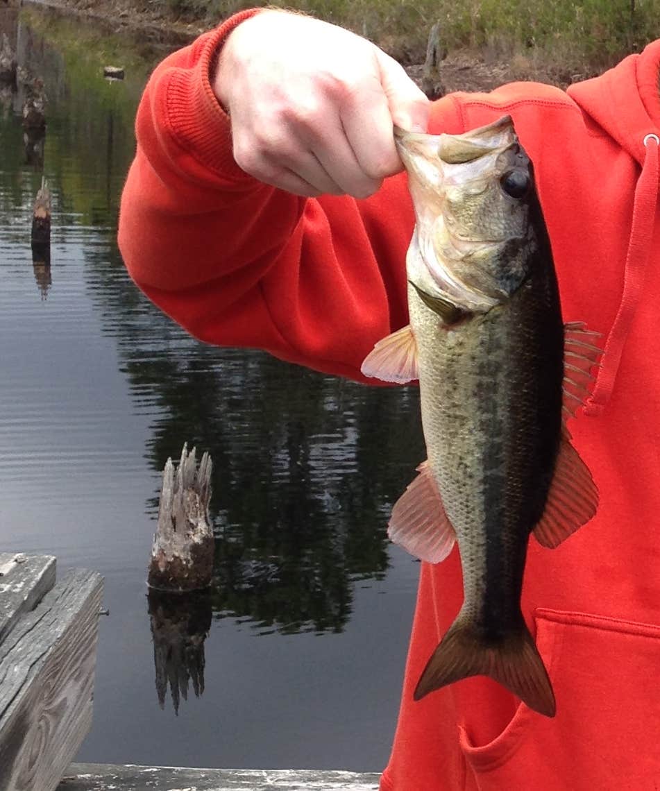 Camper-submitted photo at Carolina Sandhills National Wildlife Refuge, Permitted Camping near Bishopville, SC