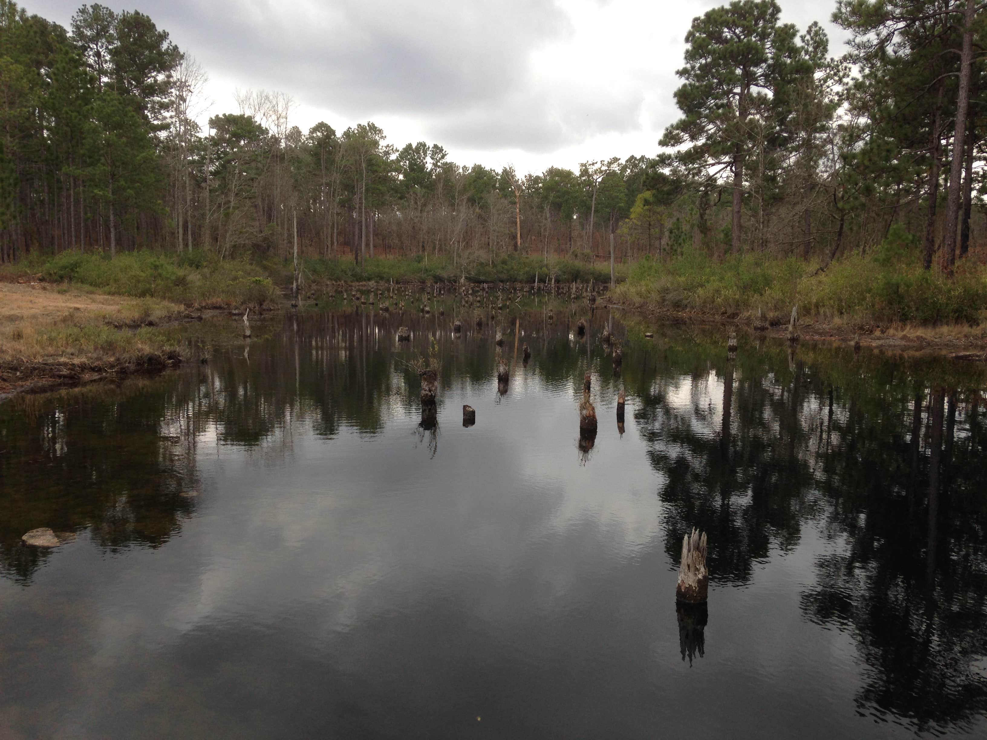 Camper-submitted photo at Carolina Sandhills National Wildlife Refuge, Permitted Camping near Bishopville, SC