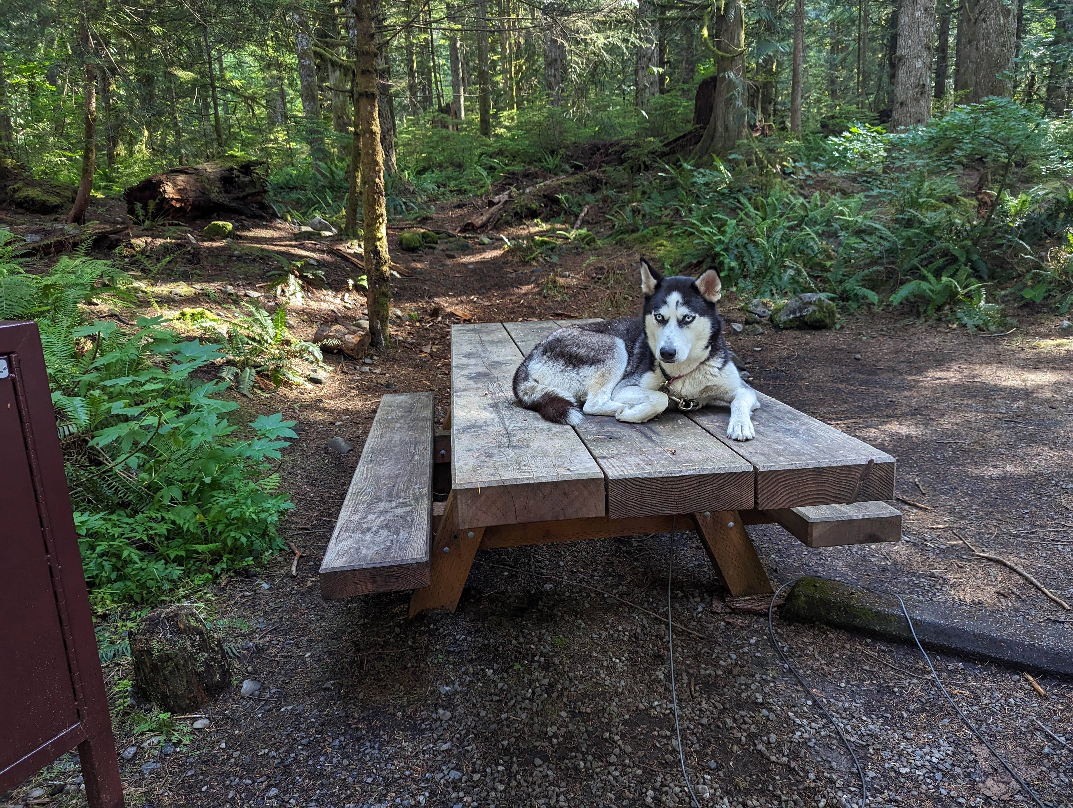 Madeline W.'s photo of camping with pets at Tinkham Campground near Kent, WA