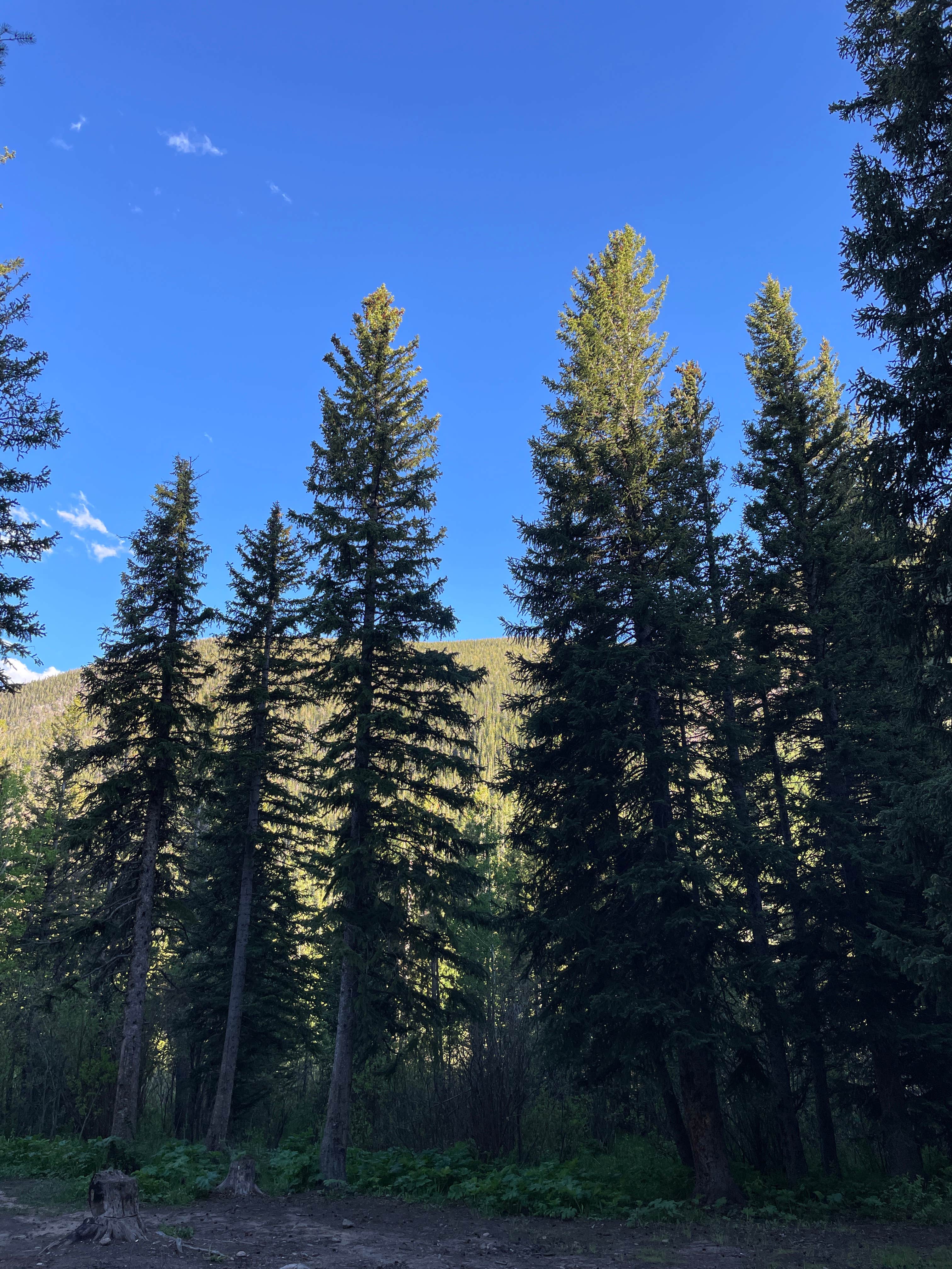 Camping near Rollins Pass Dispersed Camping: East Portal Distributed Camping Area, Rollinsville, Colorado