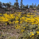 Review photo of Tom Best Spring Road FR117 Dispersed - Dixie National Forest by Donna L., June 24, 2023