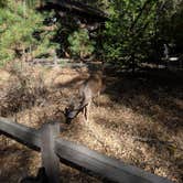 Review photo of Curry Village — Yosemite National Park by Elliott B., October 18, 2018