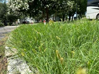 Camping near Shady River RV Resort: San Gabriel River RV Camp Resort, Georgetown, Texas