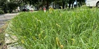 Camper submitted image from San Gabriel River RV Camp Resort