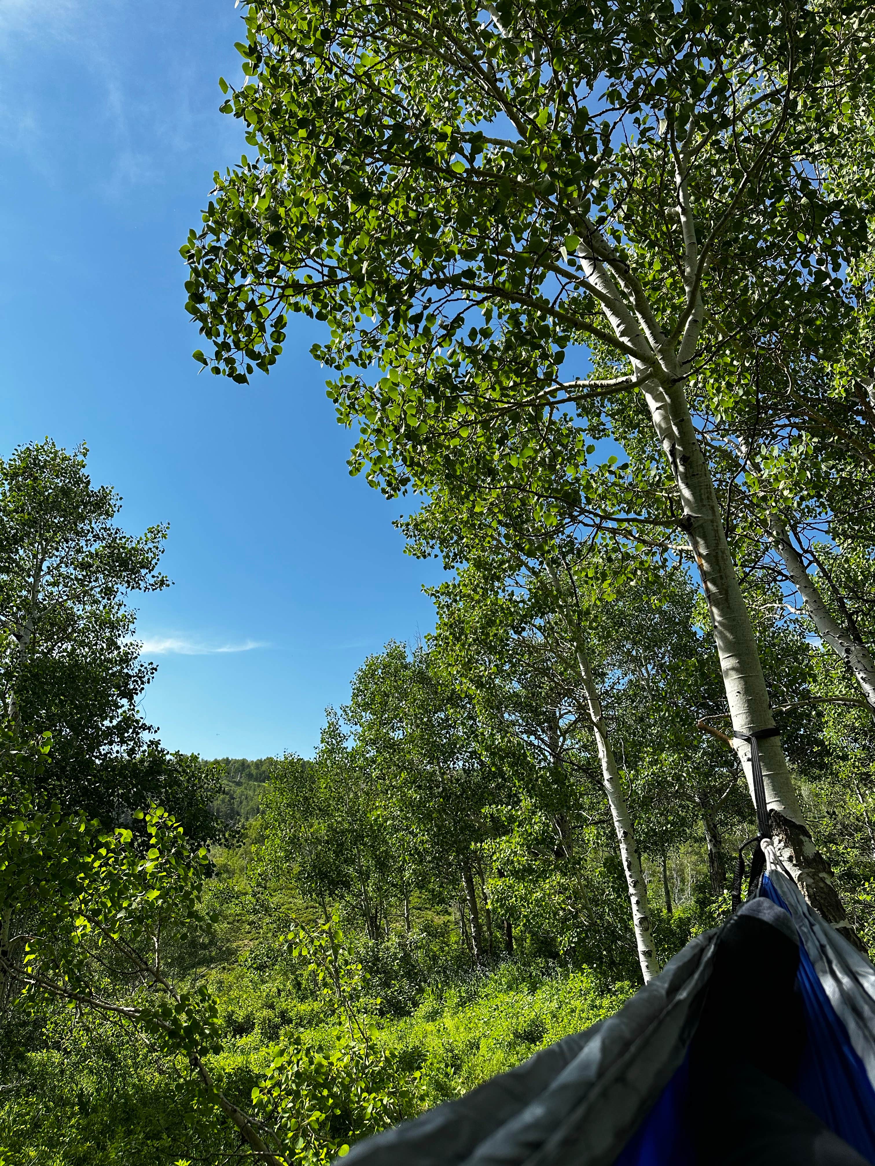 Camper-submitted photo at Cascade Springs Dispersed Site near Murray, UT
