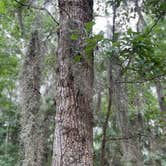 Review photo of Skidaway Island State Park Campground by Robin H., June 25, 2023