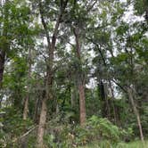 Review photo of Skidaway Island State Park Campground by Robin H., June 25, 2023