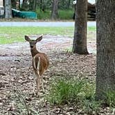Review photo of Skidaway Island State Park Campground by Robin H., June 25, 2023