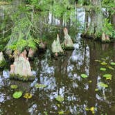 Review photo of Trap Pond State Park Campground by Greg S., June 26, 2023