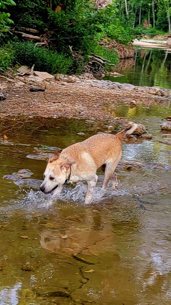Felicia R.'s photo of camping with pets at Bull Creek RV Park near Branson, MO