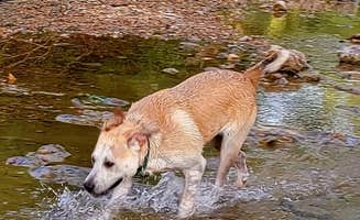 Felicia R.'s photo of camping with pets at Bull Creek RV Park near Reeds Spring, MO