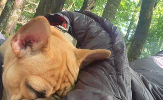 jessica's photo of camping with pets at Black Forest Family Camping Resort near Flat Rock, NC