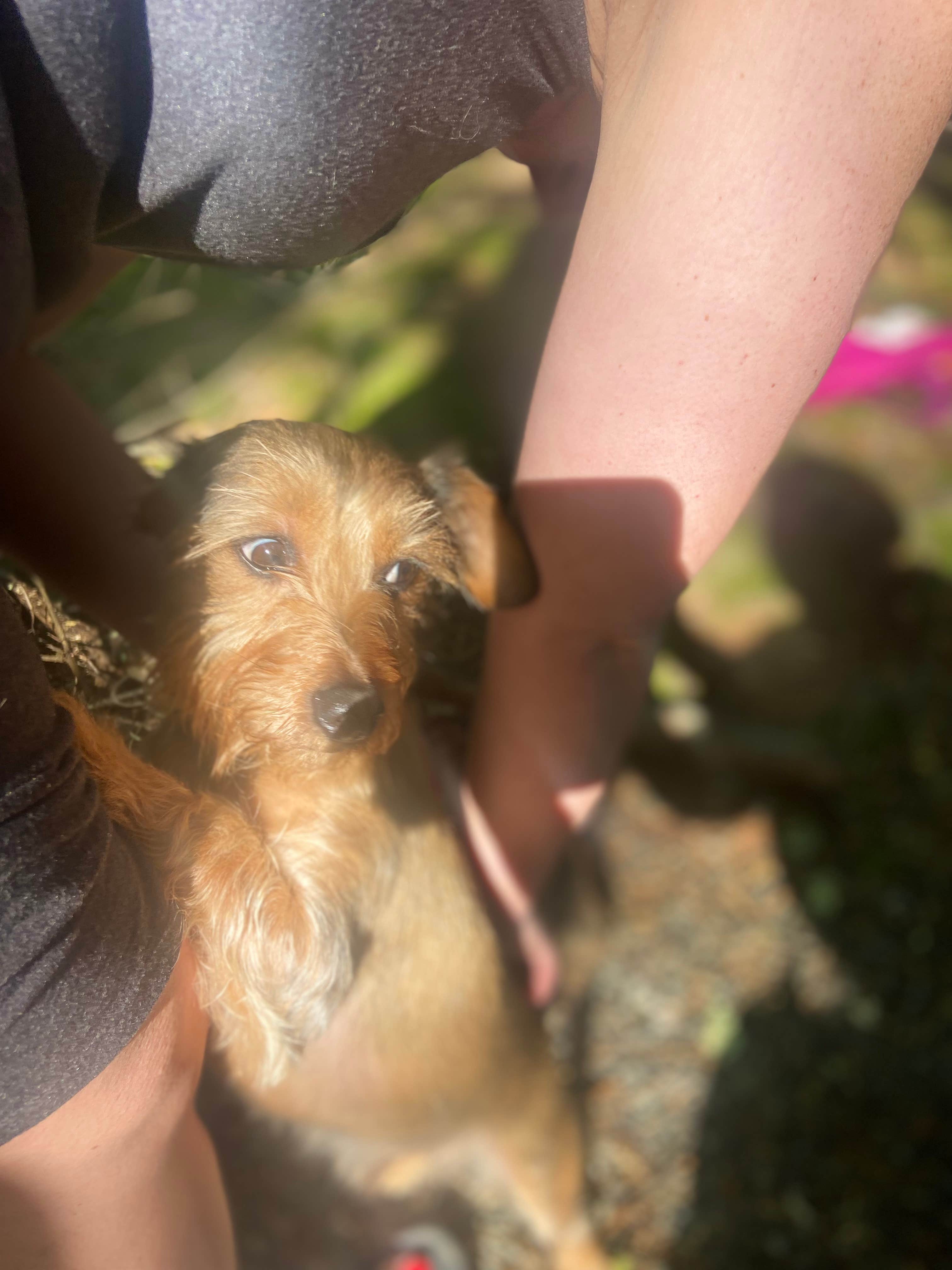 jessica's photo of camping with pets at Black Forest Family Camping Resort near Cleveland, SC