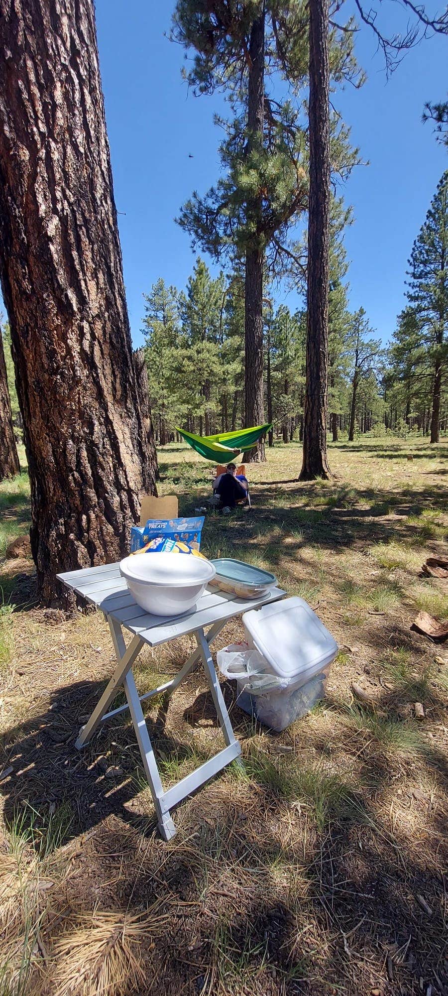 Camper submitted image from Dispersed Camping Coconino - 5