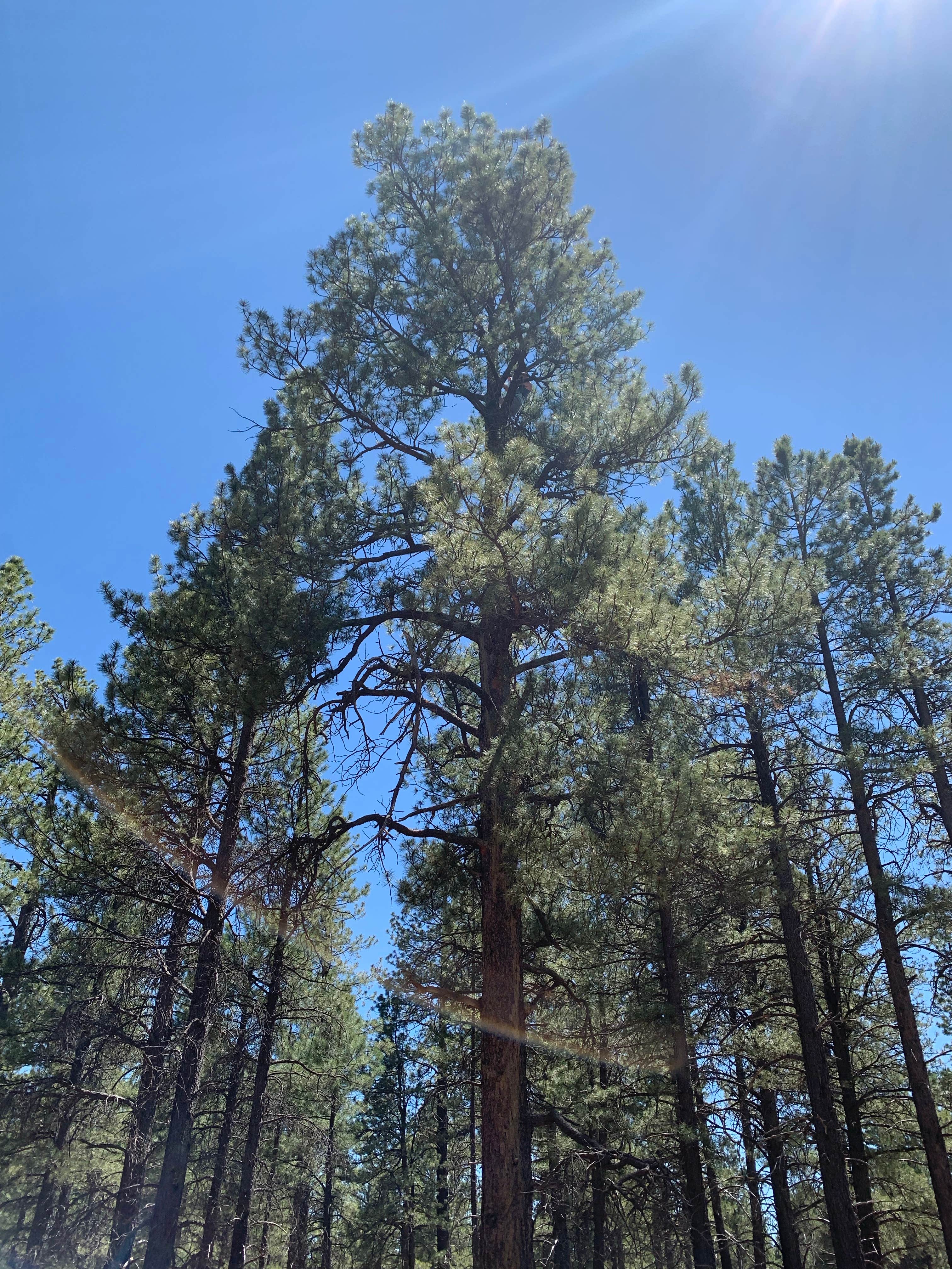 Camper-submitted photo at Dispersed Camping Coconino near Flagstaff, AZ