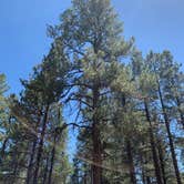 Review photo of Dispersed Camping Coconino by Nick S., June 26, 2023