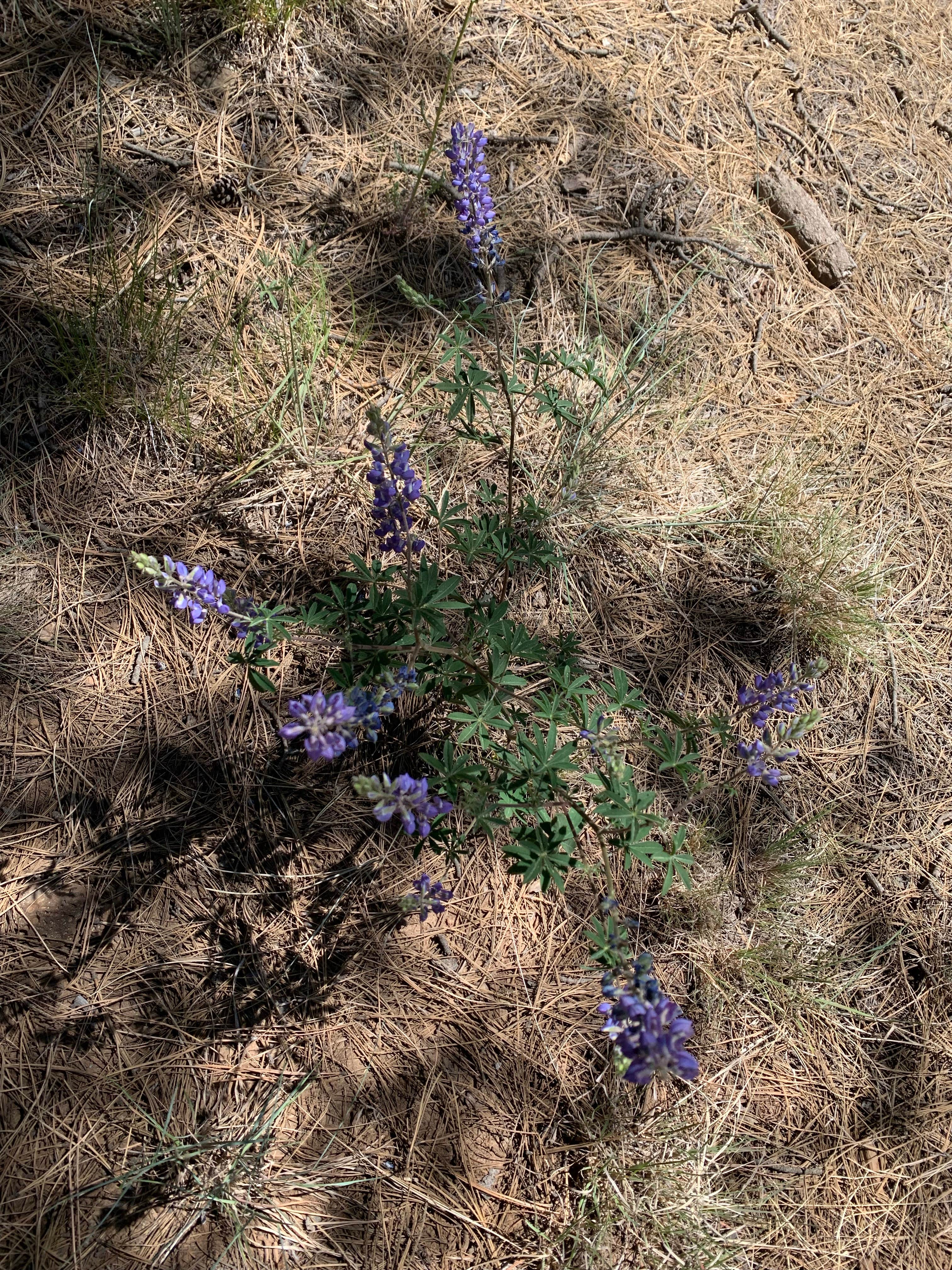 Camper-submitted photo at Dispersed Camping Coconino near Flagstaff, AZ