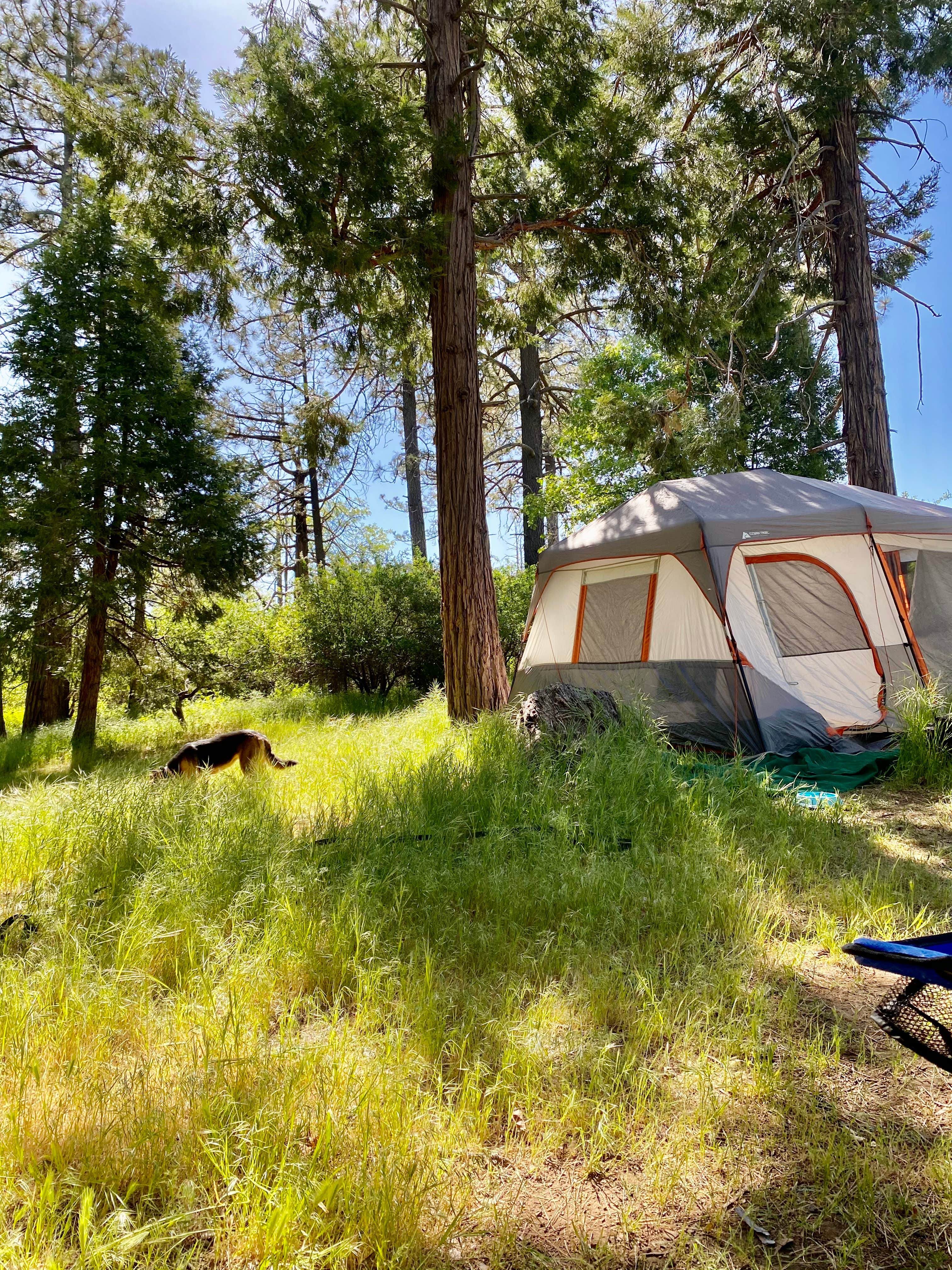 Krystle L.'s photo of camping with pets at Burnt Rancheria Campground near Imperial, CA