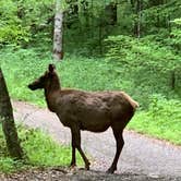 Review photo of Smokemont Campground — Great Smoky Mountains National Park by Jacob  W., June 26, 2023