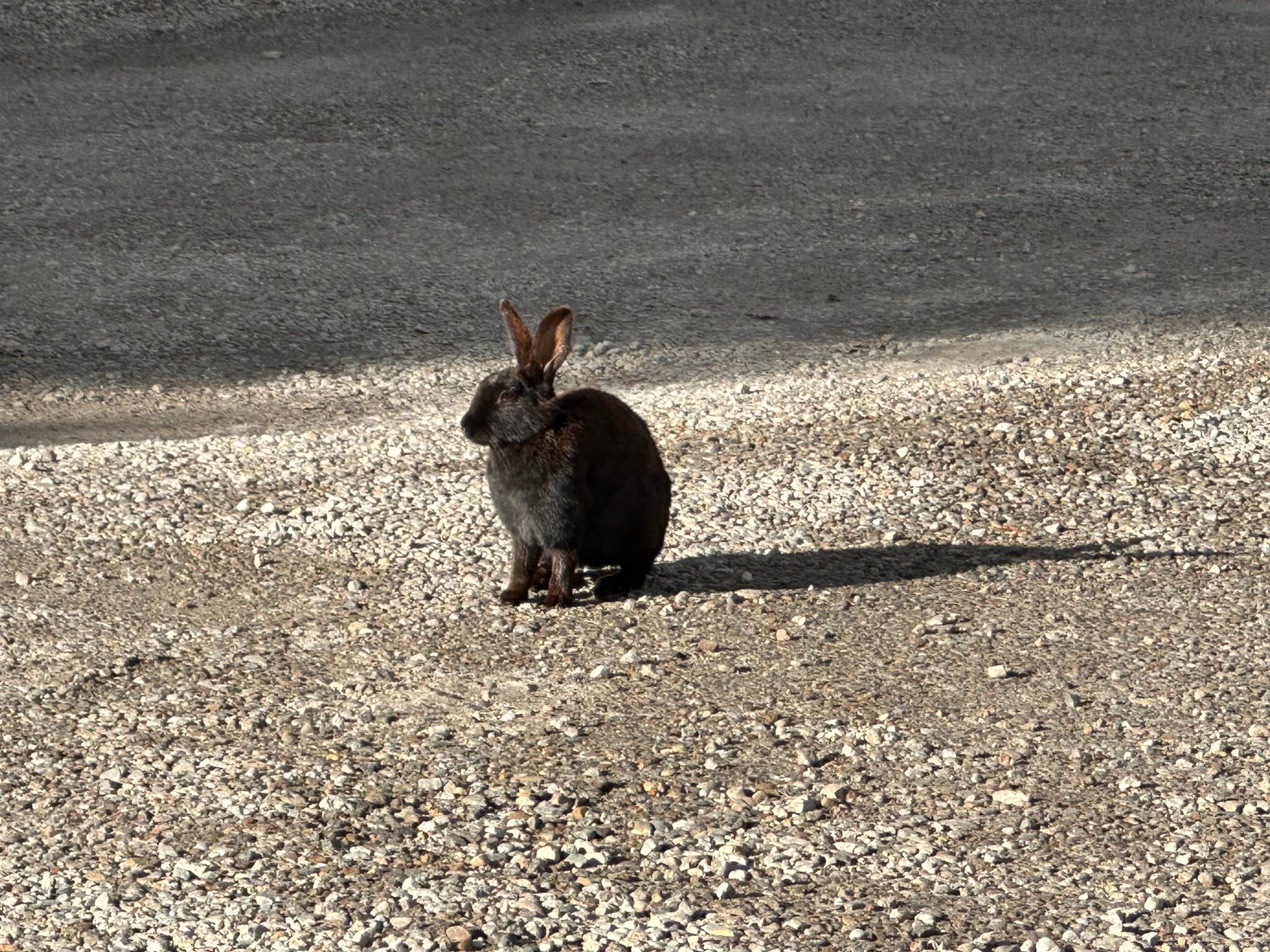 Camper submitted image from Black Rabbit RV - 2