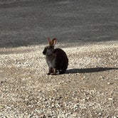 Review photo of Black Rabbit RV by Scott , June 26, 2023