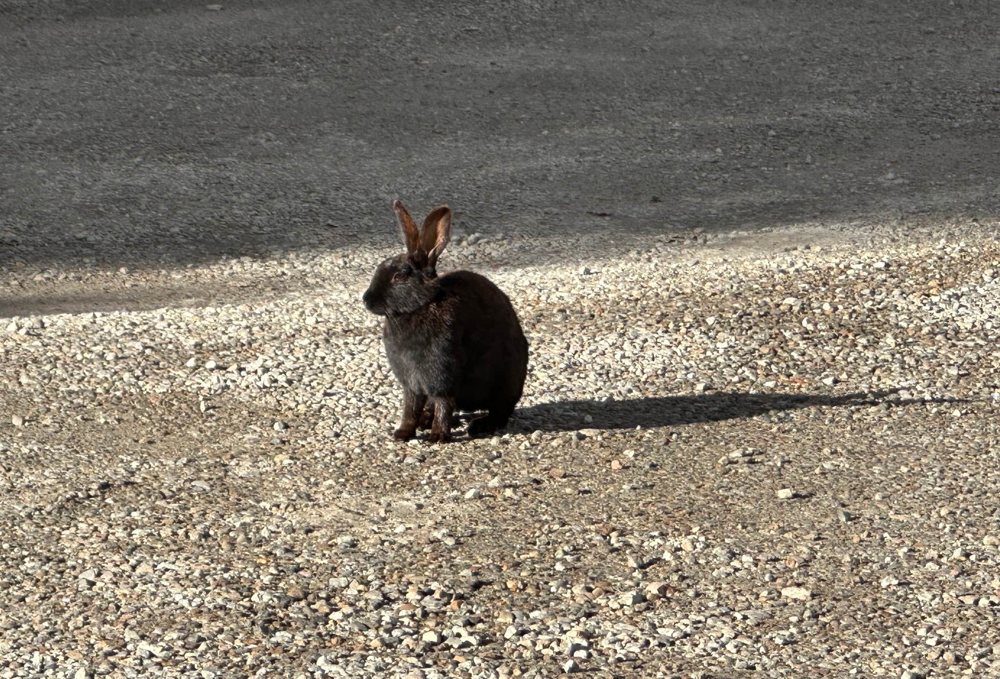 Montana Rabbit Black Rabbit RV | Hamilton, Montana