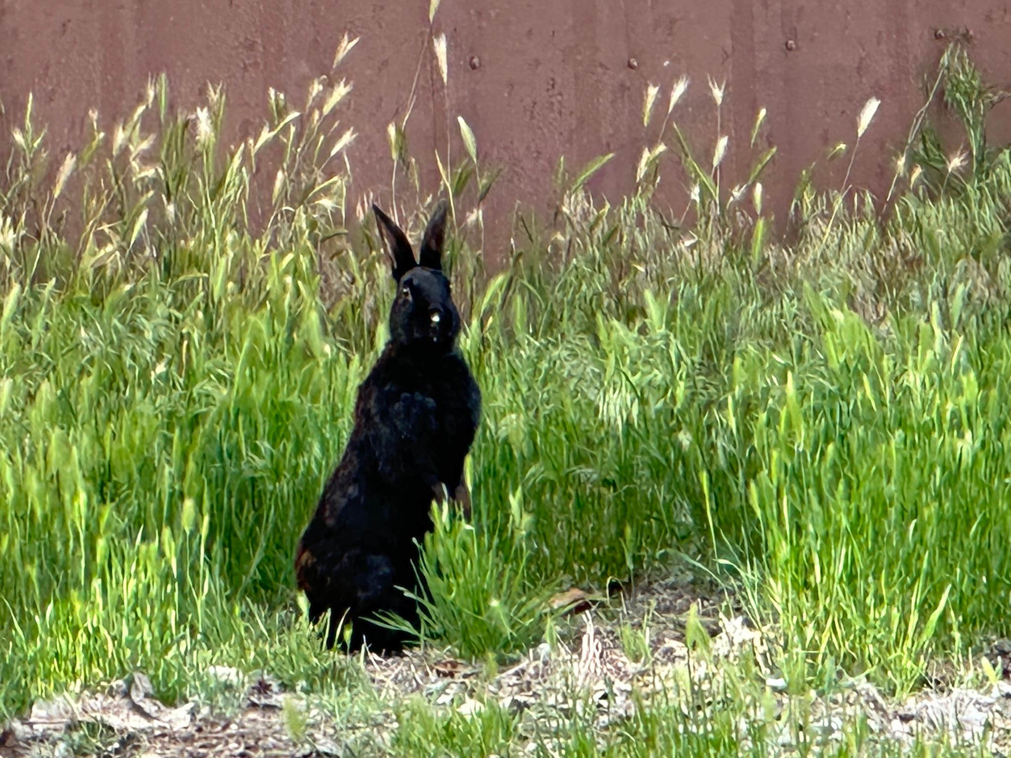 Camper-submitted photo at Black Rabbit RV near Hamilton, MT