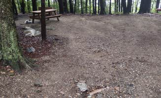 Cynthia K.'s photo of camping with pets at Clarksburg State Park Campground near Ashfield, MA