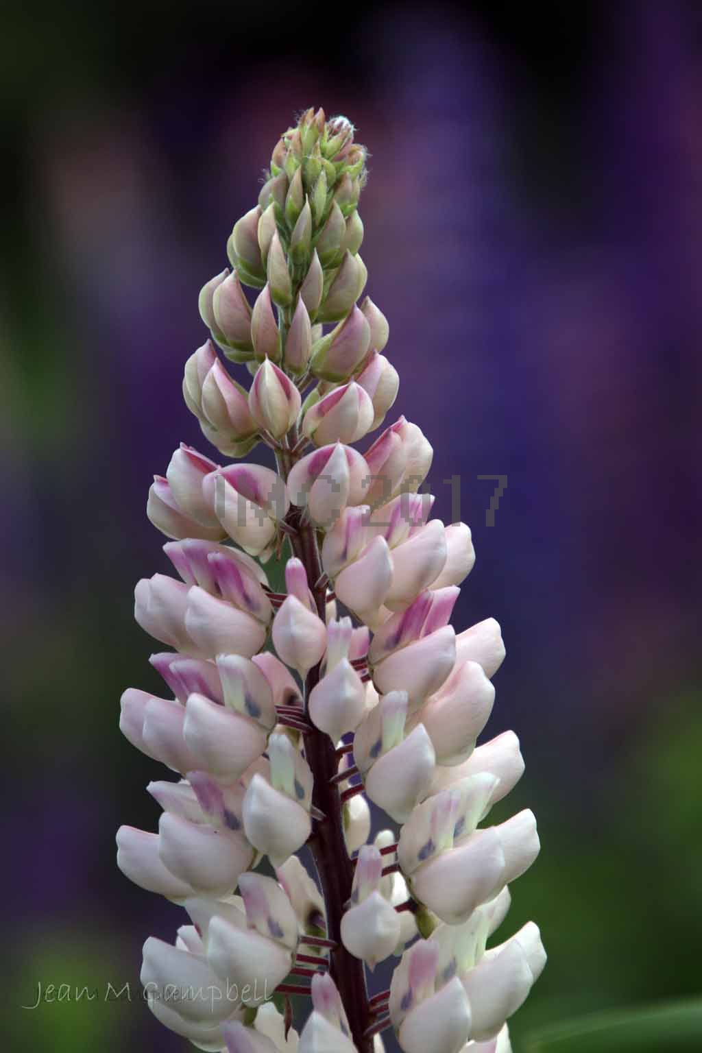 Lupine in bloom in late June
