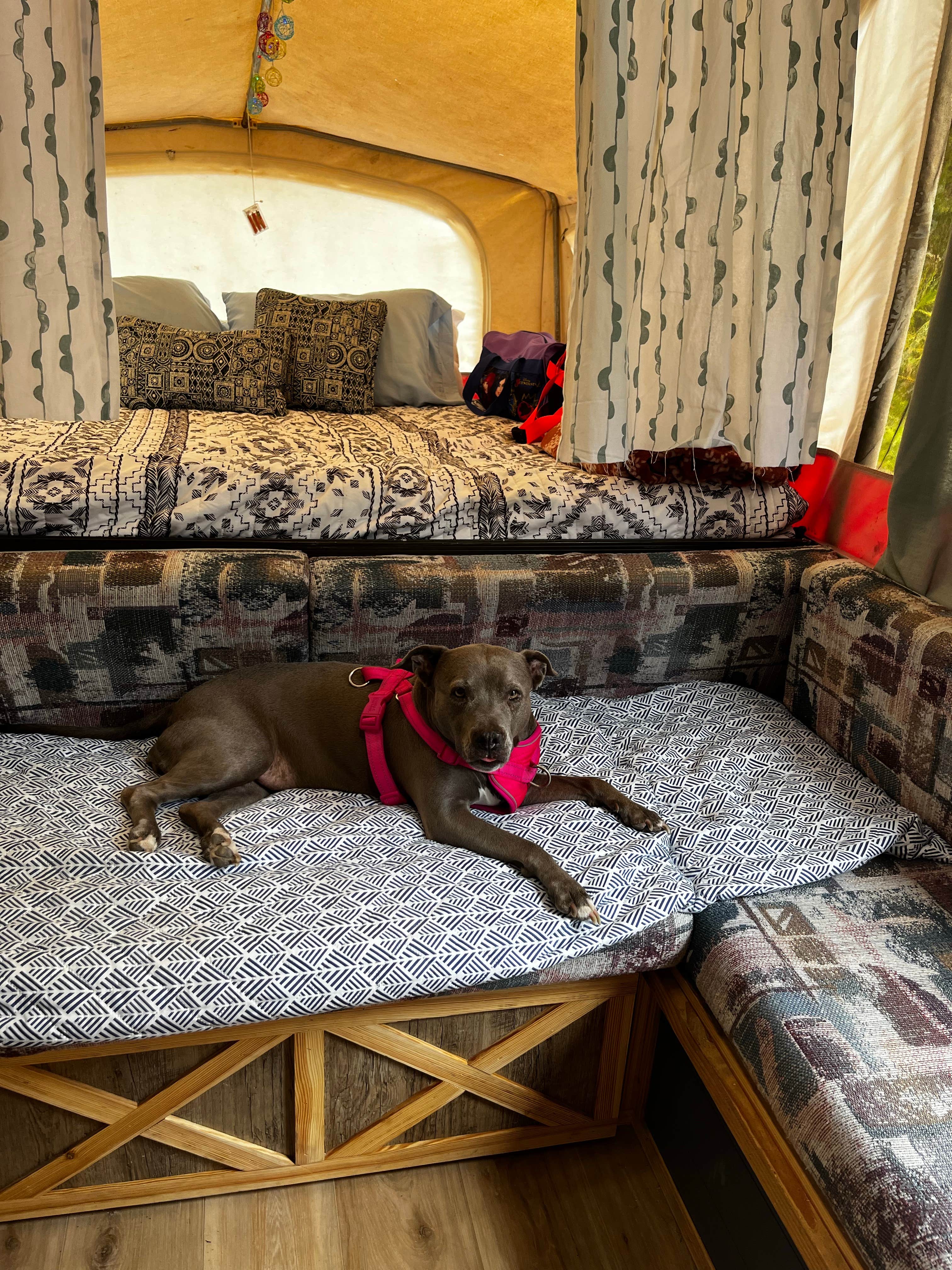 Kathleen M.'s photo of camping with pets at Oscar Scherer State Park Campground near Englewood, FL
