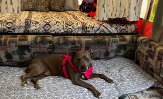 Kathleen M.'s photo of camping with pets at Oscar Scherer State Park Campground near Englewood, FL