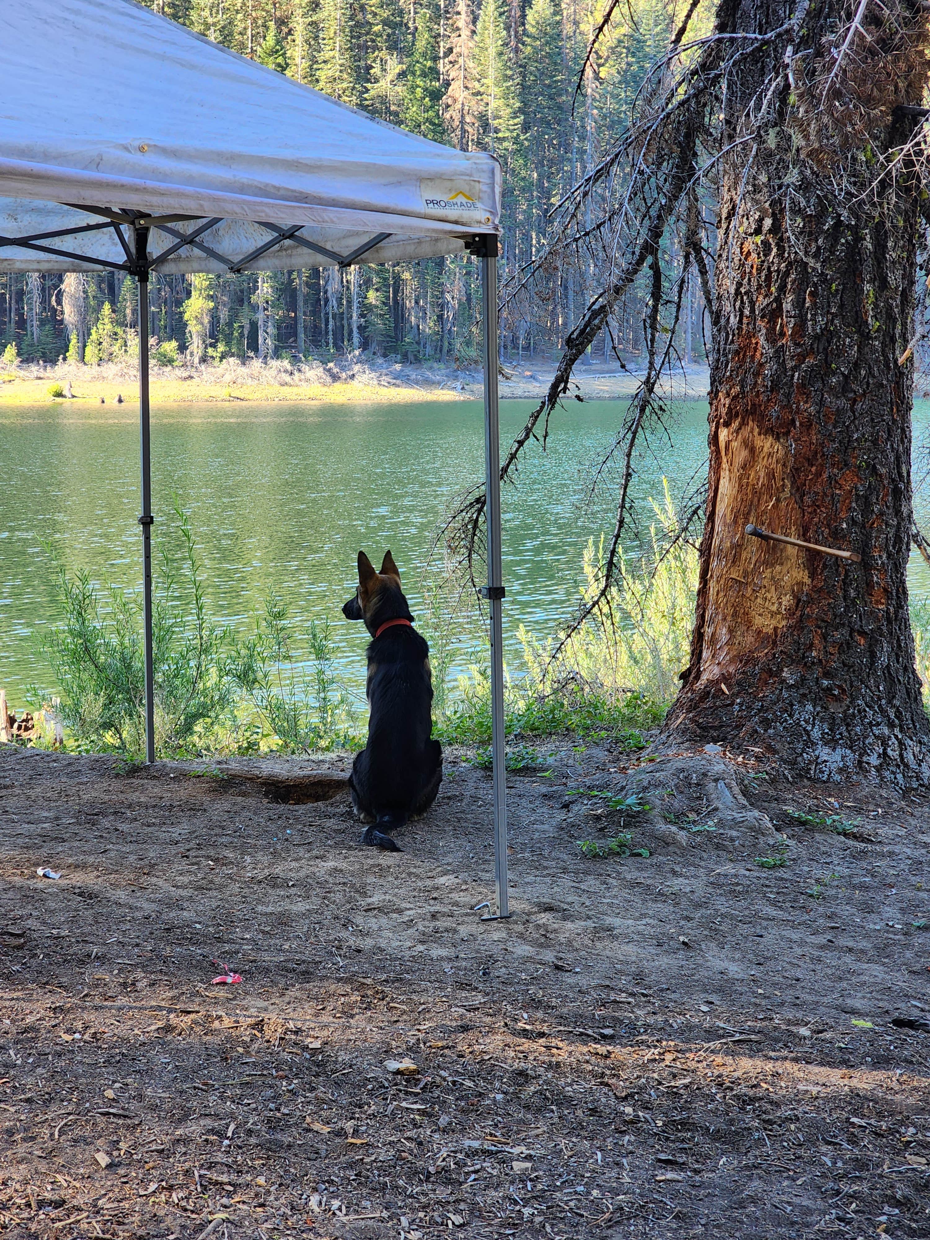 Renee A.'s photo of camping with pets at Lower Bucks Campground near Chico, CA